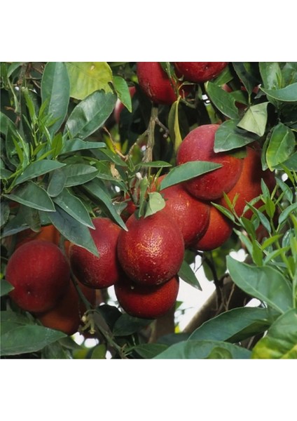 Doğan Fidancılık Bodur Tipte Yemesi Mükemmel Içi Dışı Kırmızı Blood Orange Red Kan Portakalı Fidanı