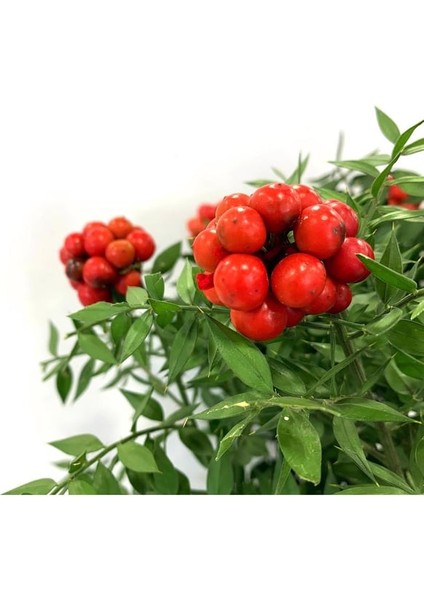 Yılbaşı Çiçeği Canlı Kokina Çiçeği 1 Demet 6 Dal