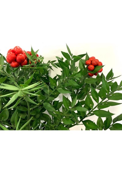 Yılbaşı Çiçeği Canlı Kokina Çiçeği 1 Demet 6 Dal fiyatları