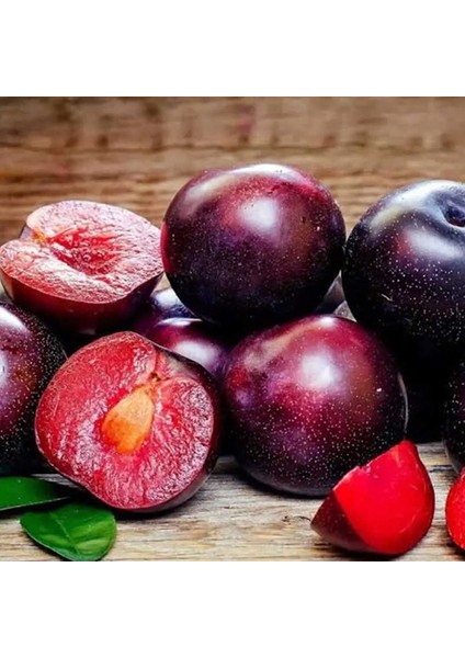 Tüplü Aşılı Red Beauty Japon Erik Fidanı