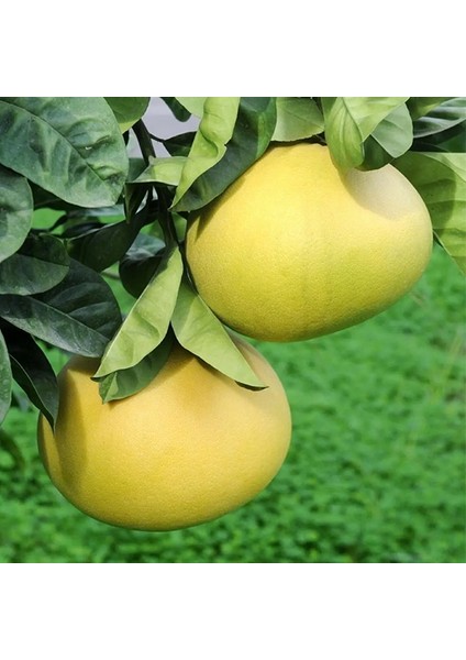 Doğan Fidancılık Tüplü Aşılı Içi Kırmızı Şadok Pomelo (Ağaç Kavunu) Fidanı