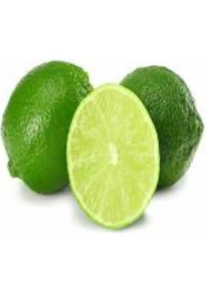 Doğan Fidancılık Tüplü Aşılı Misket Limonu Lime