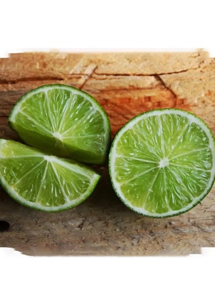 Doğan Fidancılık Tüplü Aşılı Misket Limonu Lime