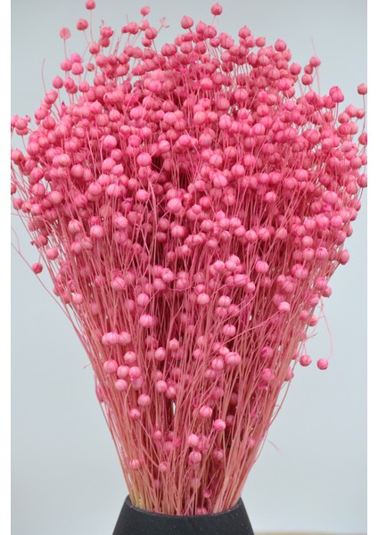 Kurutulmuş Keten Otu (Luna Otu) Pembe fiyatları