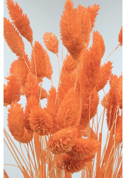 Kurutulmuş Kuş Otu (Palaris Çiçeği) Turuncu 50 Dal fiyatları