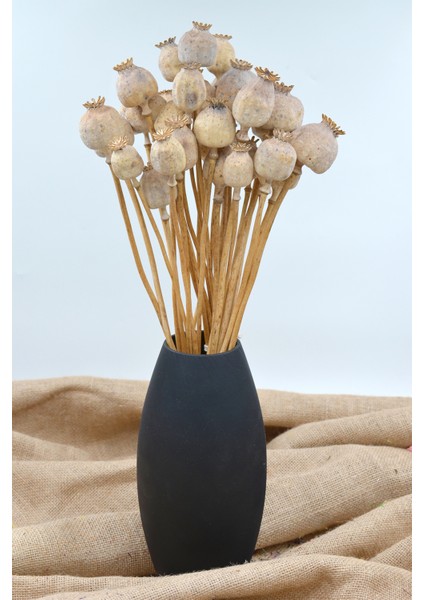 Kurutulmuş Haşhaş Kozası 5 Dal - Naturel