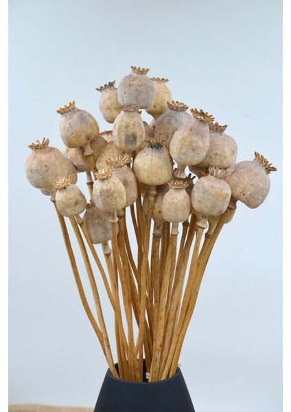 Kurutulmuş Haşhaş Kozası 5 Dal - Naturel fiyatları