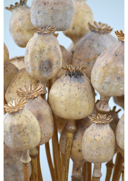 Kurutulmuş Haşhaş Kozası 5 Dal - Naturel modelleri