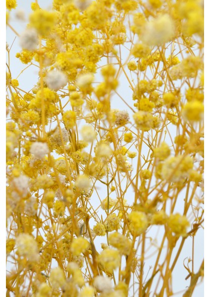 Şoklanmış Cipso 1.kalite Sarı 22GR modelleri