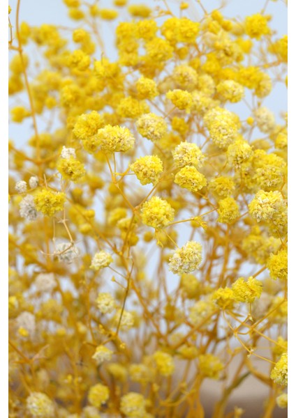 Şoklanmış Cipso 1.kalite Sarı 22GR fırsatları