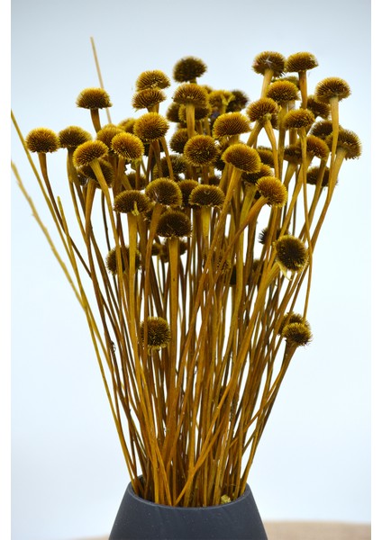 Kurutulmuş Papatya Otu Naturel fiyatları