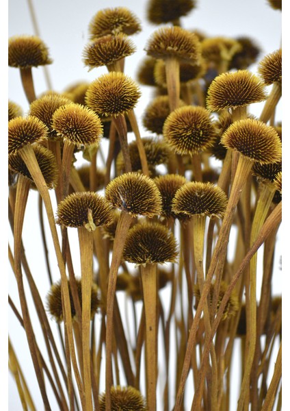 Kurutulmuş Papatya Otu Naturel modelleri