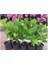 Tüplü Ortanca Çiçeği Fidanı Arışı Renk 15-30 cm 1