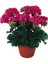 Sardunya Çiçeği Fidanı Açık Fuşya 10-20 cm 1