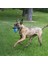 Kong Squekair Ultra Top Köpek Oyuncağı 3 Adet 6.5 cm 4