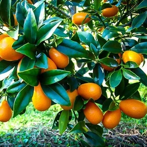 Doğan Fidancılık Tüplü Aşılı Kamkat Kumkuat Fidanı 2 Yaş