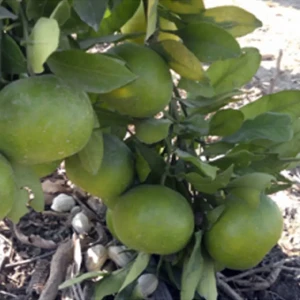 Doğan Fidancılık Köyceğiz Bitki Dünyası Okitsu Mandalina (Erkenci Mandalina)