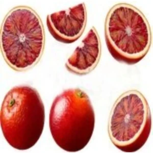 Doğan Fidancılık Kan Portakalı Fidanı (Moro Kan Portakalı)