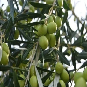 Doğan Fidancılık Tüplü Gemlik Zeytin Fidanı - 4 Yaş (80-100 Cm)