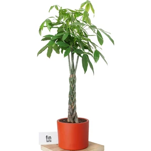 Kalın Gövdeli Örgülü Para Ağacı Xl (Pachira Aquatica) Dev Salon Bitkisi 140-160 cm