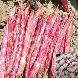 Köy Tohumları 200 Adet Tohum Organik Oturak Barbunya Tohumu Yeni Hasat Hobi Tohum