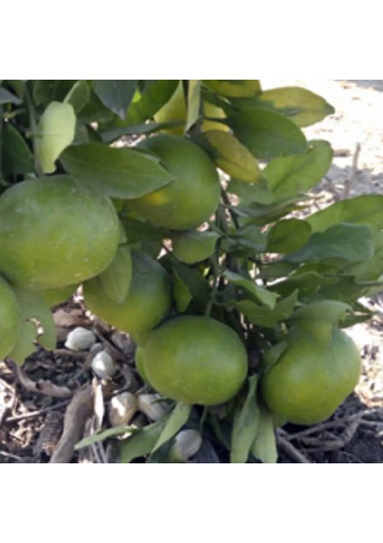 Köyceğiz Bitki Dünyası Okitsu Mandalina (Erkenci Mandalina)