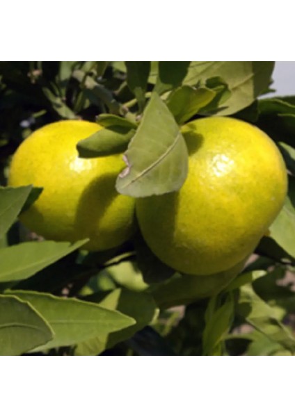 Köyceğiz Bitki Dünyası Okitsu Mandalina (Erkenci Mandalina) fiyatları