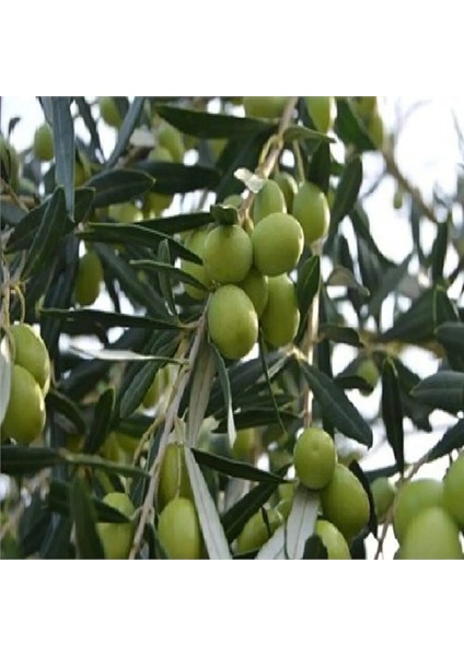 Tüplü Gemlik Zeytin Fidanı - 4 Yaş (80-100 Cm)