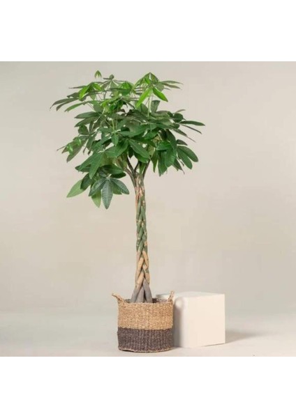 Kalın Gövdeli Örgülü Para Ağacı Xl (Pachira Aquatica) Dev Salon Bitkisi 140-160 cm