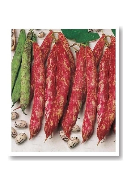 Barbunya Tohumu fiyatları