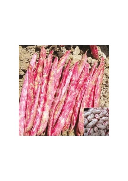 Barbunya Tohumu modelleri