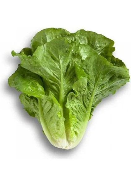 Marul Tohumu fiyatları