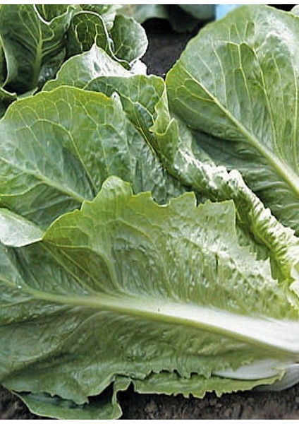 Marul Tohumu modelleri