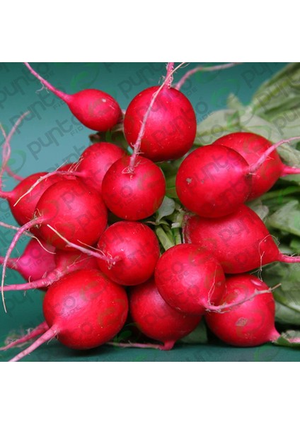 Turp Tohumu modelleri
