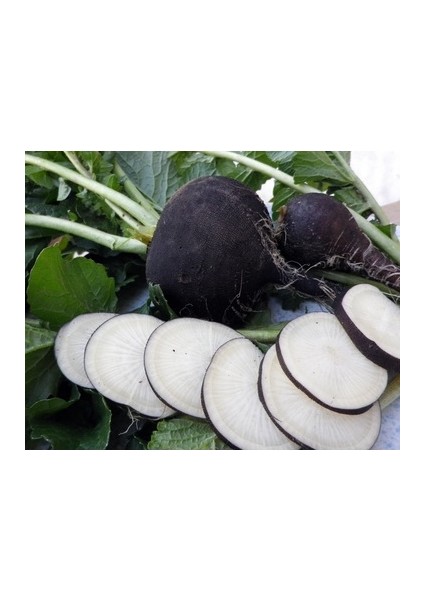 Turp Tohumu modelleri