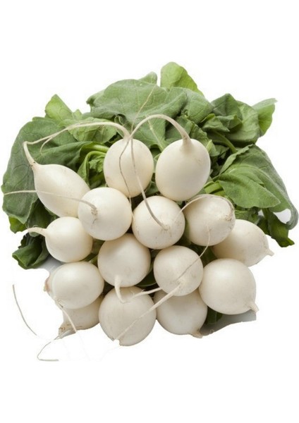 Turp Tohumu fiyatları