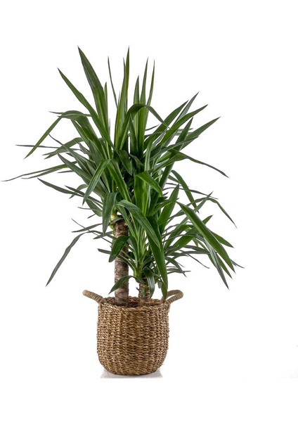 Yuka Bitkisi (Yucca Massengena) 2 Gövdeli Basic Hasır Saksılı 80-100 cm