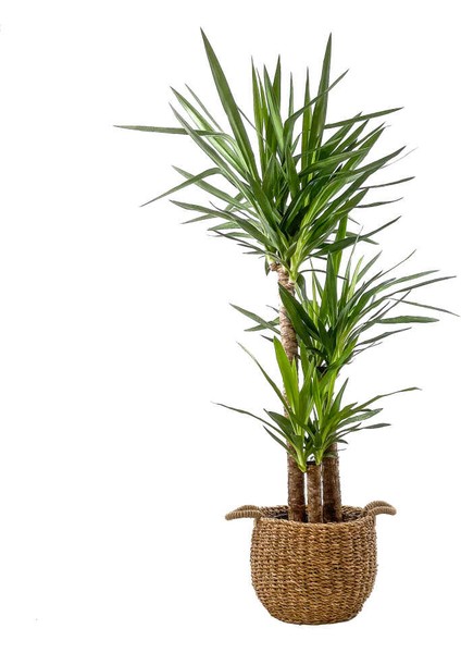 YUKA BİTKİSİ (Yucca Massengena) 3 Gövdeli - Basic Hasır Saksılı