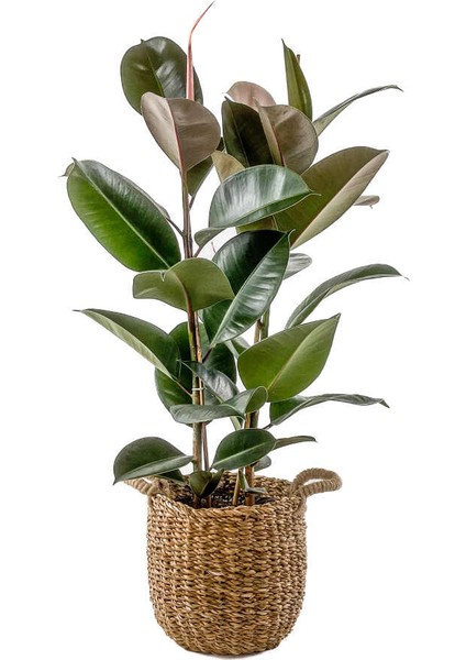 Ficus Elastica Kauçuk Basic Hasır Saksılı 2 Gövdeli 80-100 cm
