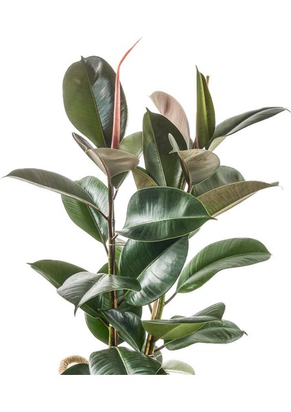 Ficus Elastica Kauçuk Basic Hasır Saksılı 2 Gövdeli 80-100 cm fiyatları