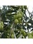 Tüplü Gemlik Zeytin Fidanı - 4 Yaş (80-100 Cm) 1