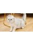 Kedi Aşıları ve Isırık Önleme Için Nefes Alabilen Uzay Baş Örtüsü (Yurt Dışından) 4