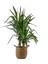 Yuka Bitkisi (Yucca Massengena) 2 Gövdeli Basic Hasır Saksılı 80-100 cm 1