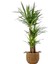 YUKA BİTKİSİ (Yucca Massengena) 3 Gövdeli - Basic Hasır Saksılı 1