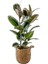 Ficus Elastica Kauçuk Basic Hasır Saksılı 2 Gövdeli 80-100 cm 1