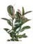 Ficus Elastica Kauçuk Basic Hasır Saksılı 2 Gövdeli 80-100 cm 2
