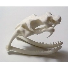 3duman Kral Kobra Kafatası  Beyaz  10 x 15 cm