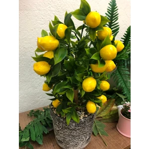 Köy Tohumları 10 Adet Tohum Organik Hobi Bahçe Limon Bonsai Ağaç Tohumu Saksı Toprak