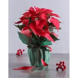 Serada Decor Plant Atatürk Çiçeği Ponsetya Poinsettia & Yeşil Kağıt Aranjman Saksıda Hediyelik Canlı