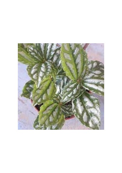 Karyağdı Alüminyum Çiçeği Topçu Çiçeği Pilea Cadierei 3 Adet